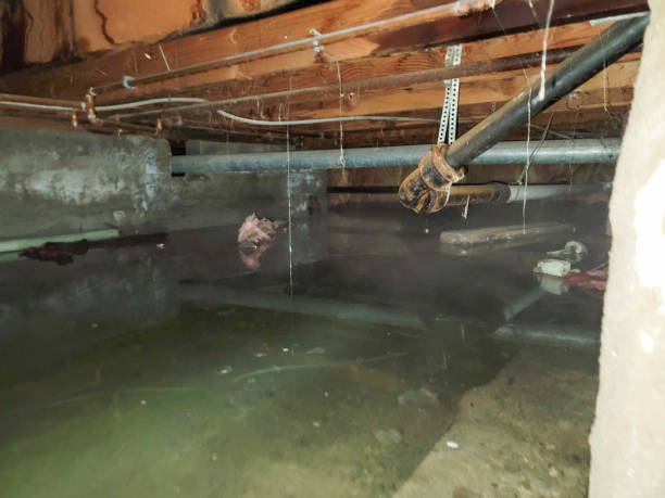Best Basement water damage restoration  in Edgefield, SC