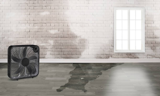 Best Professional water damage repair  in Edgefield, SC